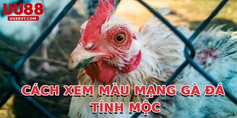 cach-xem-mau-mang-ga-da-tinh-moc