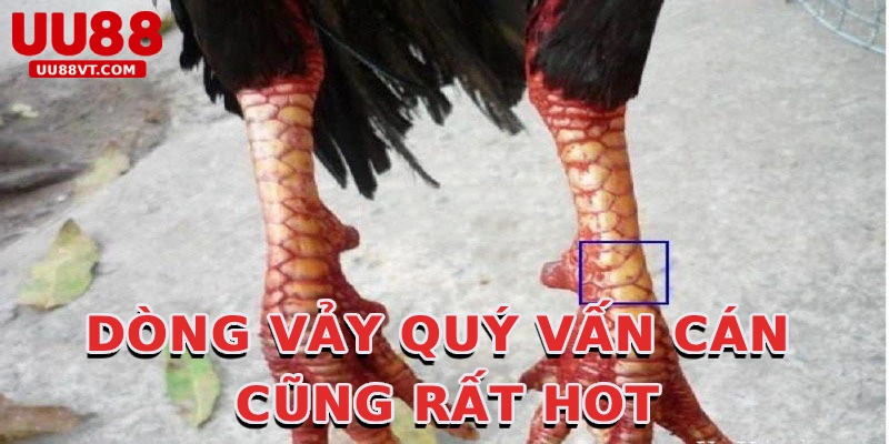 dong-vay-quy-van-can-cung-rat-hot