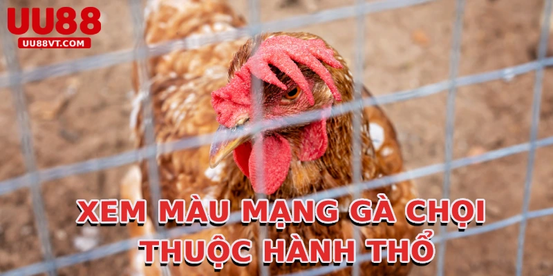 xem-mau-mang-ga-choi-thuoc-hanh-tho