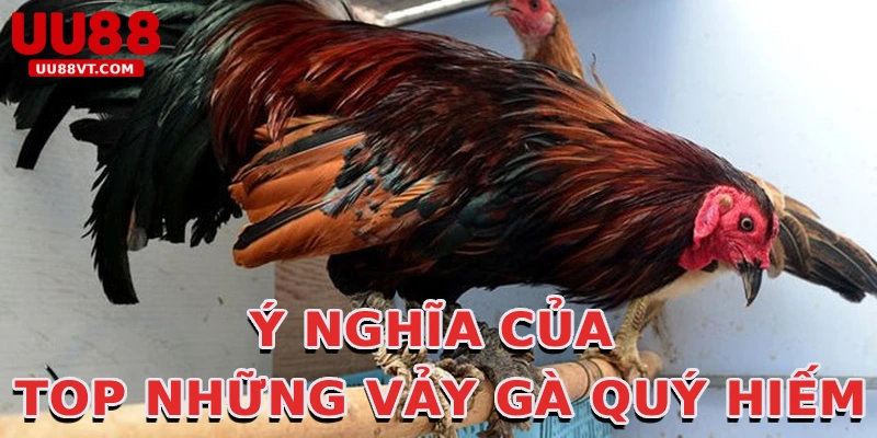 y-nghia-cua-top-nhung-vay-ga-quy-hiem